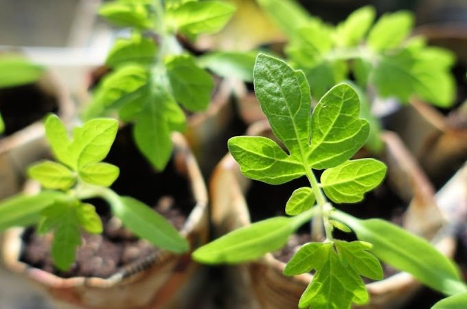 April kitchen garden tomato seedlings