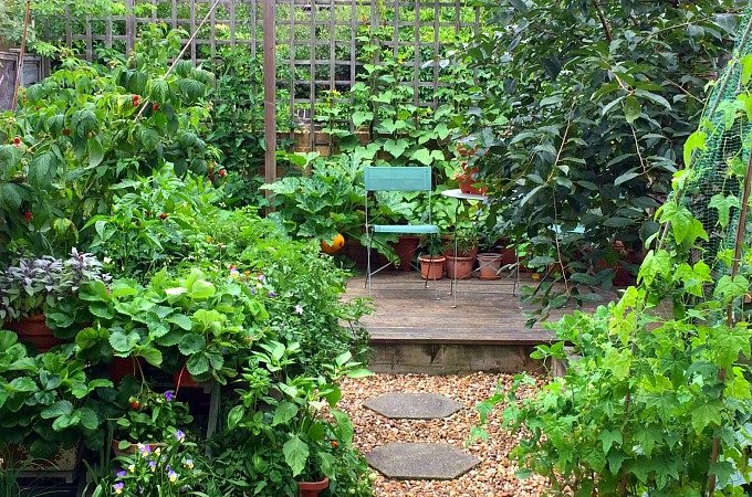 August kitchen garden diary 2017 Golightly Gardens Penny Golightly