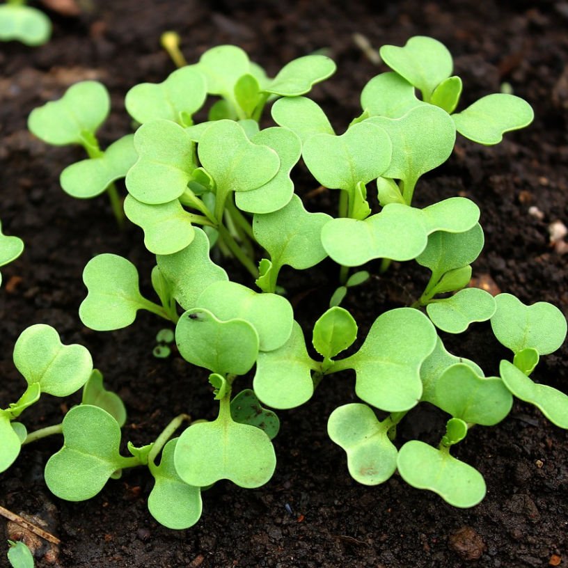 What to sow & do in the December kitchen garden