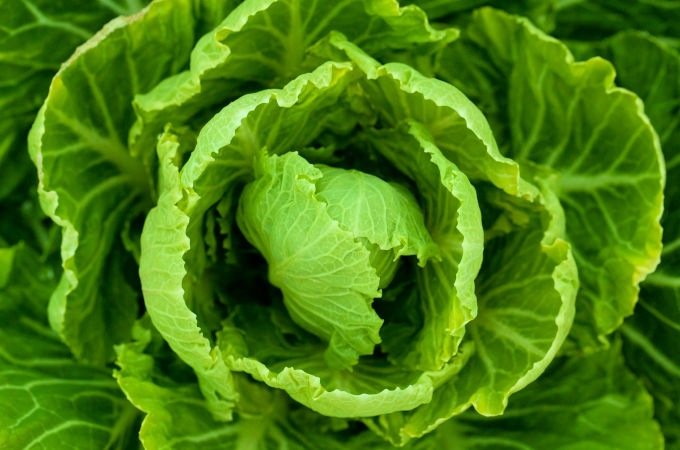 British seasonal food in March UK spring cabbage spring greens
