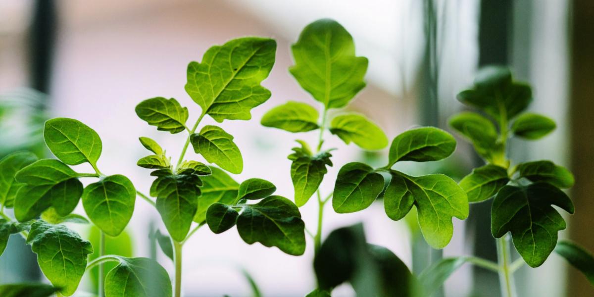 grow your own tomato seedlings on the windowsill