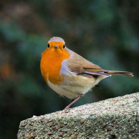 January kitchen garden