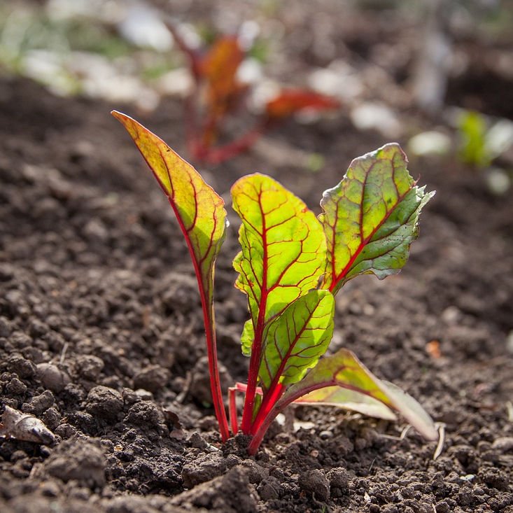 July kitchen garden to do list