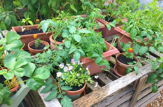 June kitchen garden diary Penny Golightly