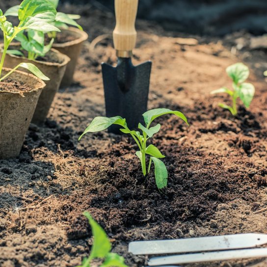 What to sow & do in a June kitchen garden