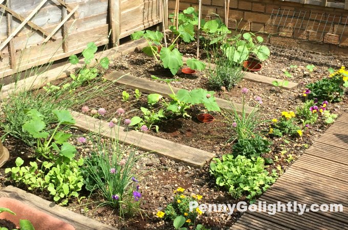 My June kitchen garden diary