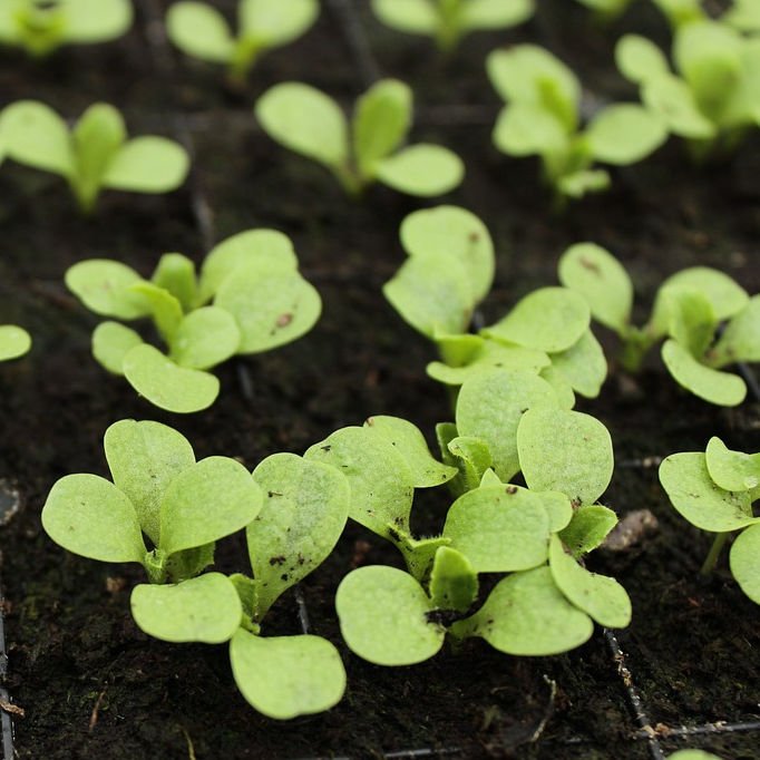 March kitchen garden allotment grow your own