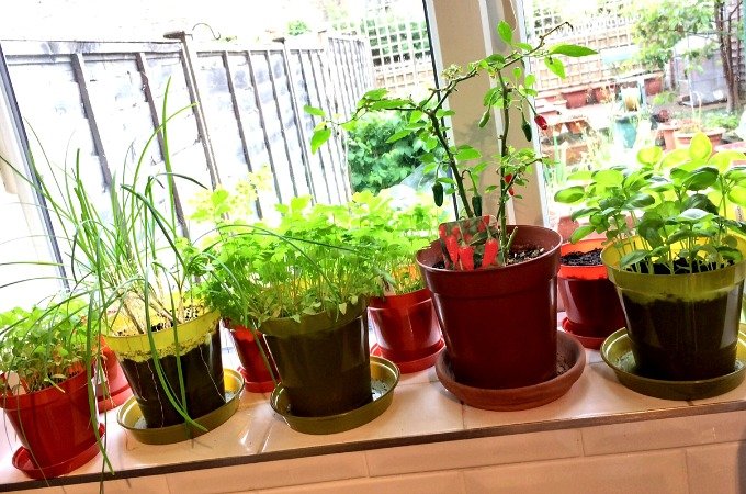 Penny Golightly kitchen garden update May 2017