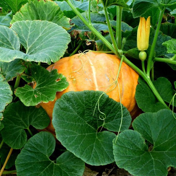 What to sow & do in the September kitchen garden