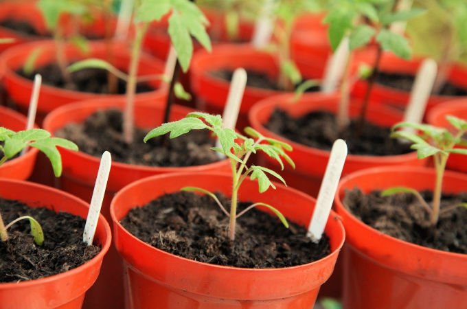 What to sow and do May kitchen garden or allotment jobs