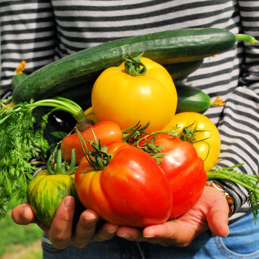 what to sow & do in the August kitchen garden sq